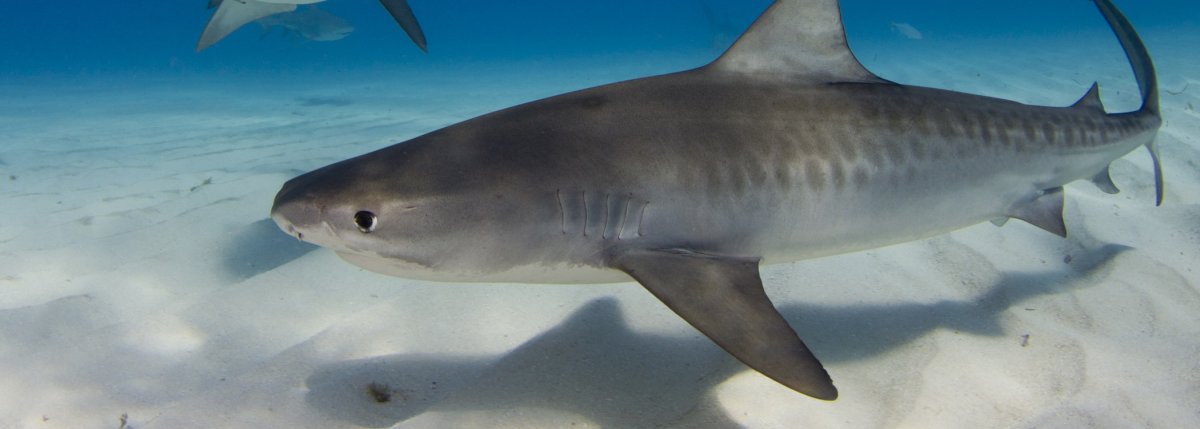 Swim and Cage Dive With Sharks in Hawaii