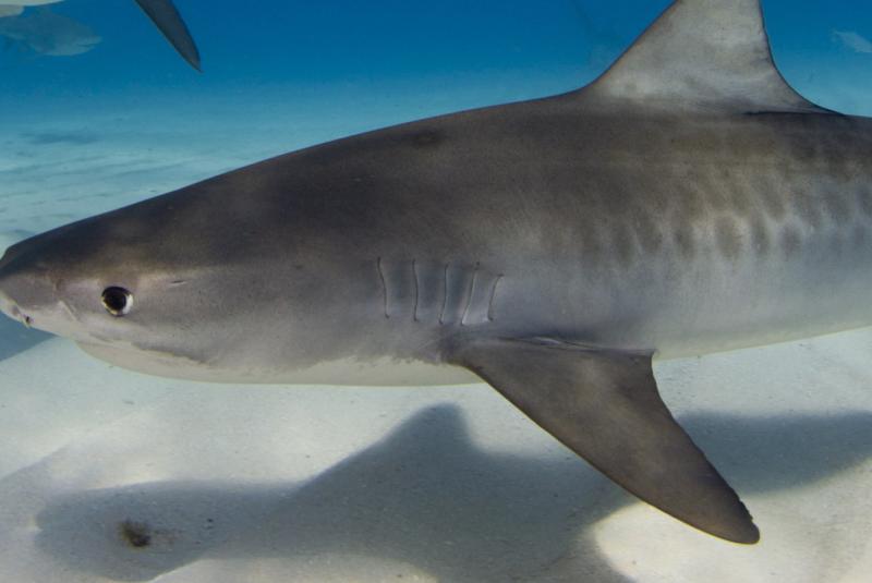 The Best Places to Swim and Cage Dive With Sharks in Hawaii