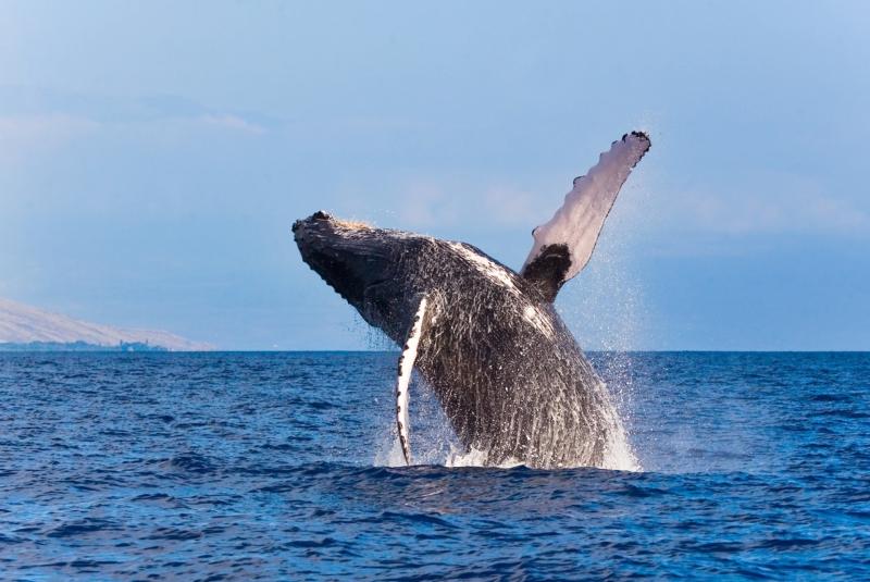 Kauai Whale Watching Tours