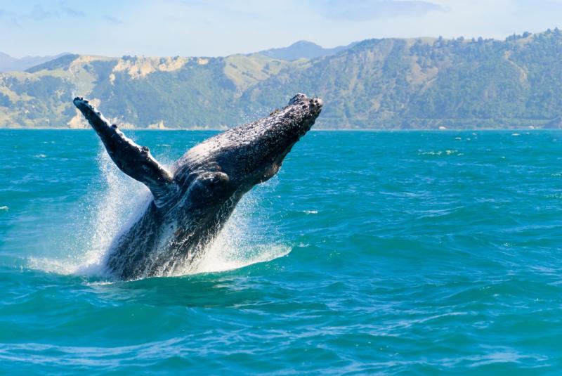 Oahu Whale Watching Tours