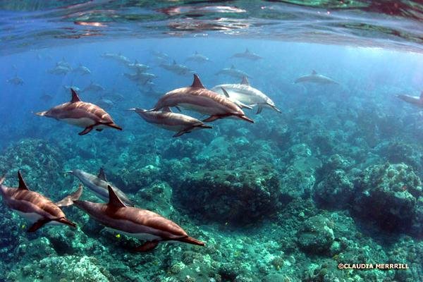 Snorkel & Dolphin Watch Adventure Tile Image