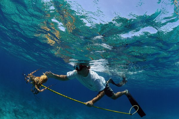 Spearfishing Tile Image