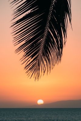 Water and palm tree on a beach during sunset as you explore beaches in Maui