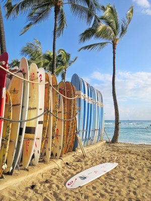 A rack of surfboards on the left with the beach, a palm tree and ocean on the right in the background. 