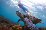 Turtle Town Maui- the best place to see Honu- Hawaiian Green Sea Turtles thumbnail