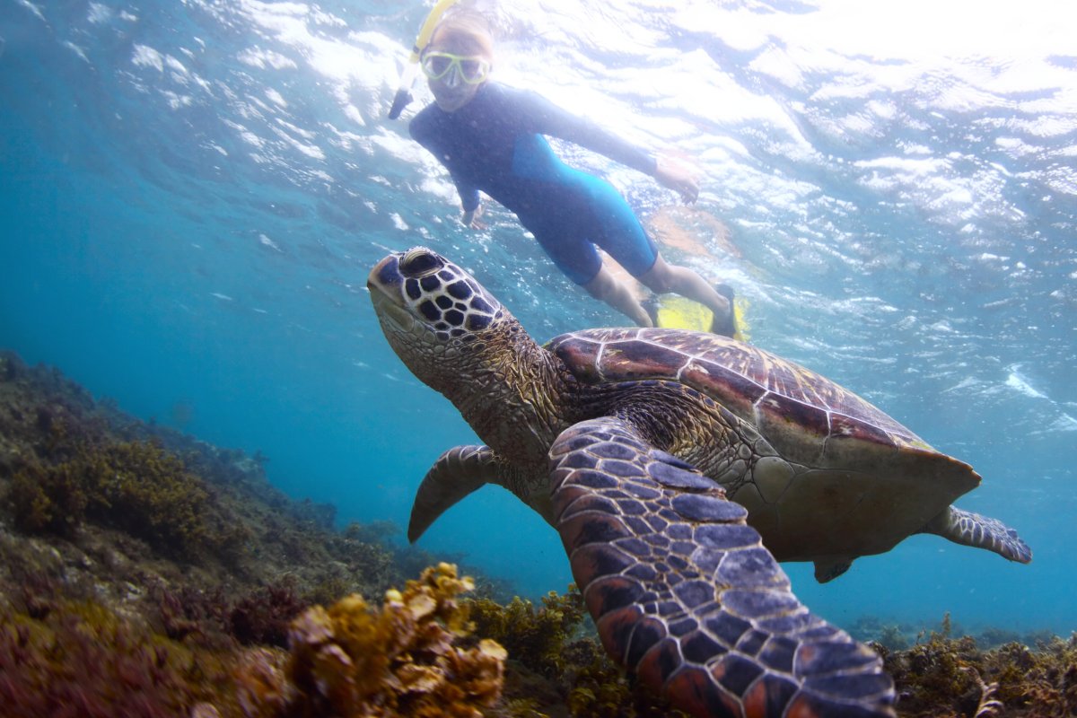 Turtle Town Maui- the best place to see Honu- Hawaiian Green Sea Turtles