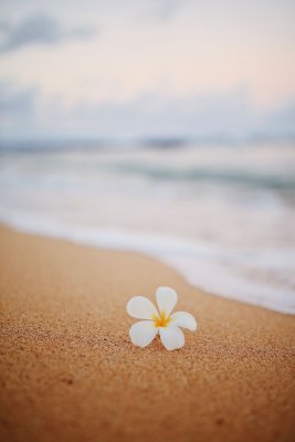 The water and sand at the shoreline on a beach day in Oahu
