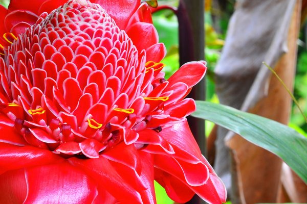 Top 5 Places for Ecotourism on the Big Island Tile Image