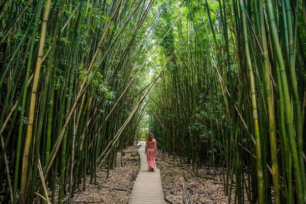 Pipiwai Trail Bamboo