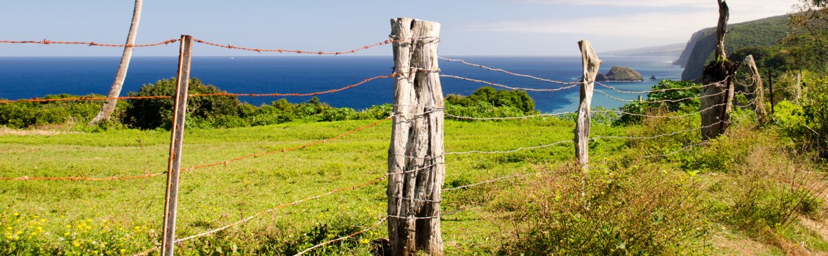 Big Island Events in December 2024