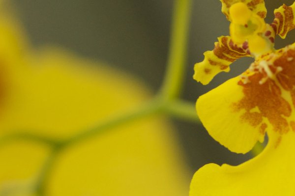 Top 5 Things to Do in Mountain View Tile Image