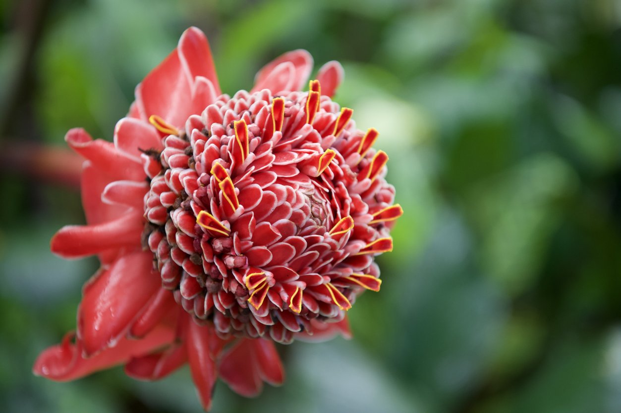 Torch Ginger in Hawaii Tropical Botanical Garden