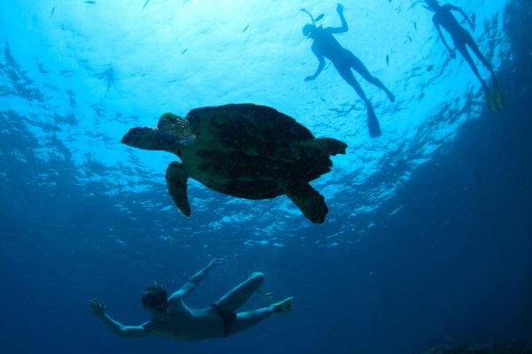 Molokini & Turtle Reef Morning Snorkel Tile Image