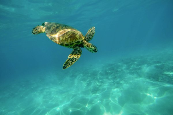 Legends of Hawaiian Culture Tile Image