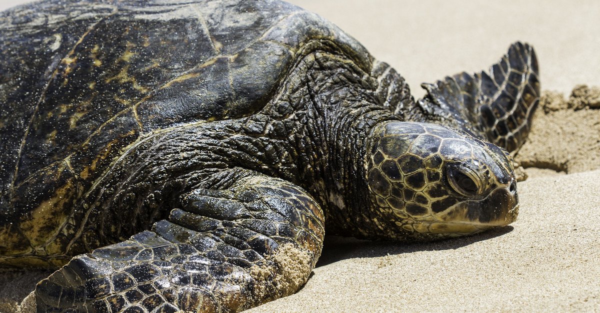 Enjoy some time at Turtle Beach.