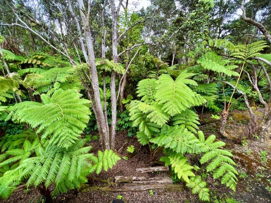 Fern forest in the town of Volcano on the Big Island of Hawaii