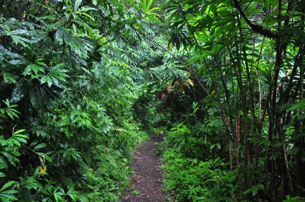 Waikamoi Ridge Trail