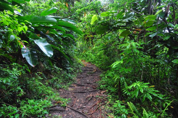 Waikamoi Ridge Trail