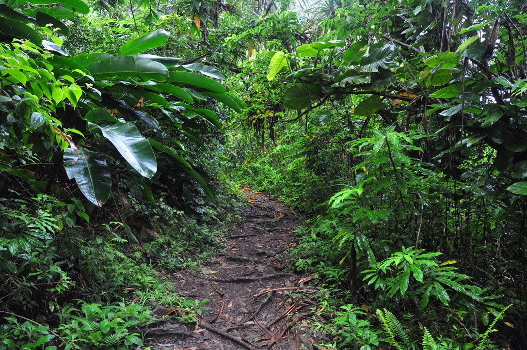 Waikamoi Ridge Trail - Road to Hana