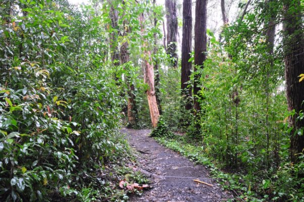 Waikamoi Ridge Trail