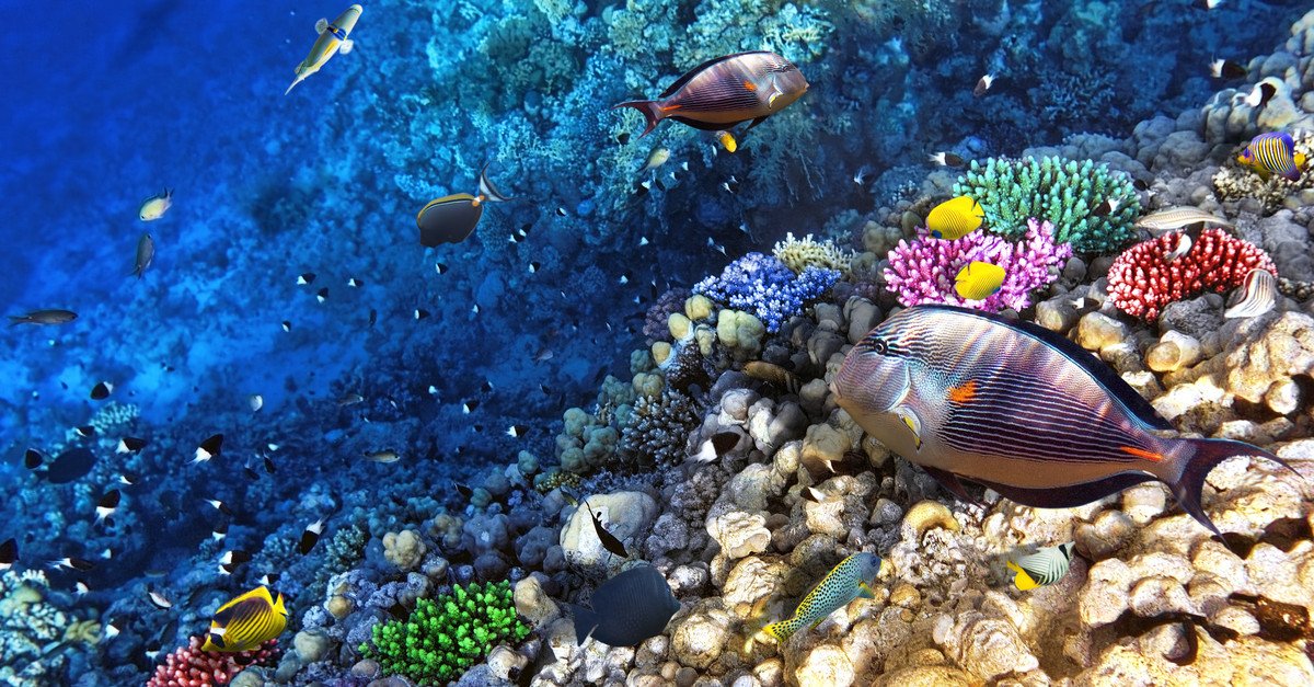 The great diversity of marine life at the Waikiki Aquarium