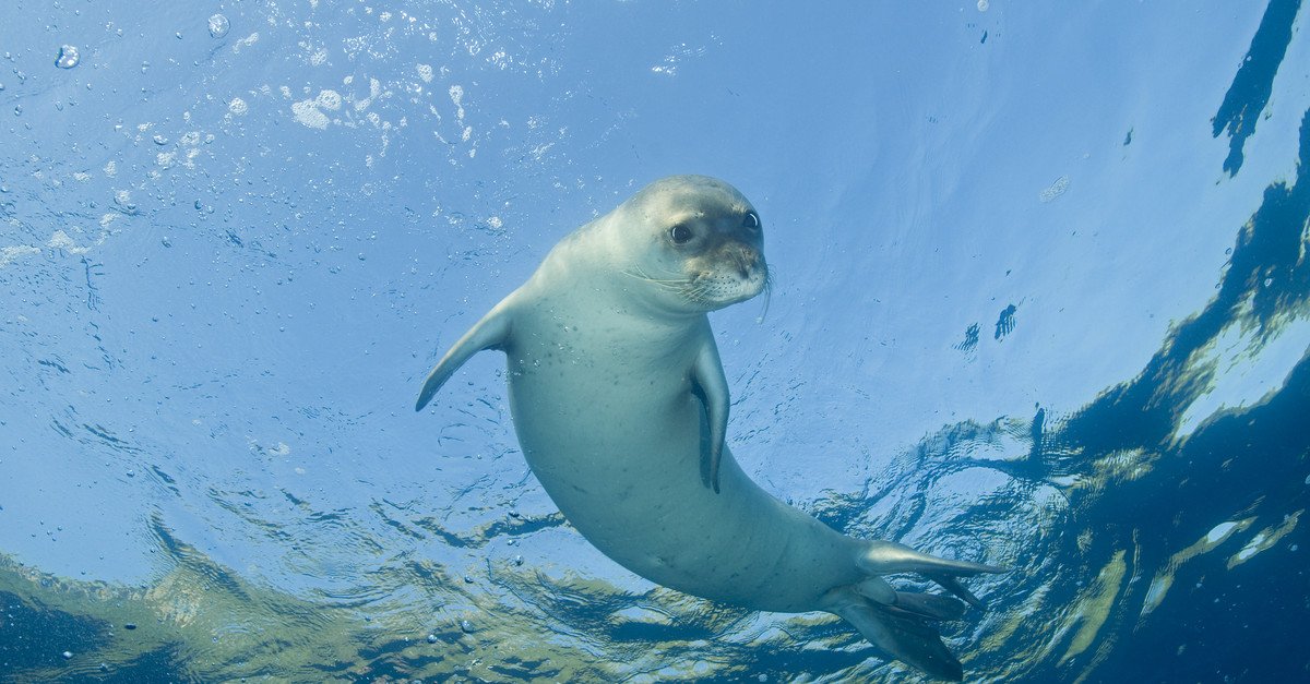 Check out Waikiki Aquarium's Hawaiian Monk Seal Habitat