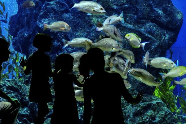 Waikiki Aquarium Tile Image