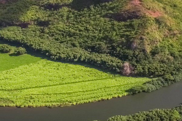 Wailua River Tile Image
