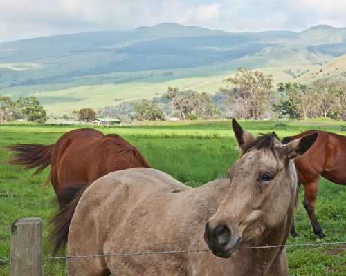 Waimea Town Big Island Road Trip