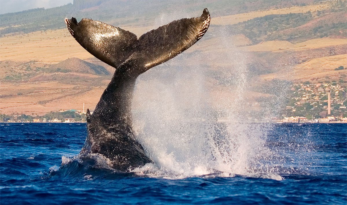 The majestic humpback whales put on a stunning show