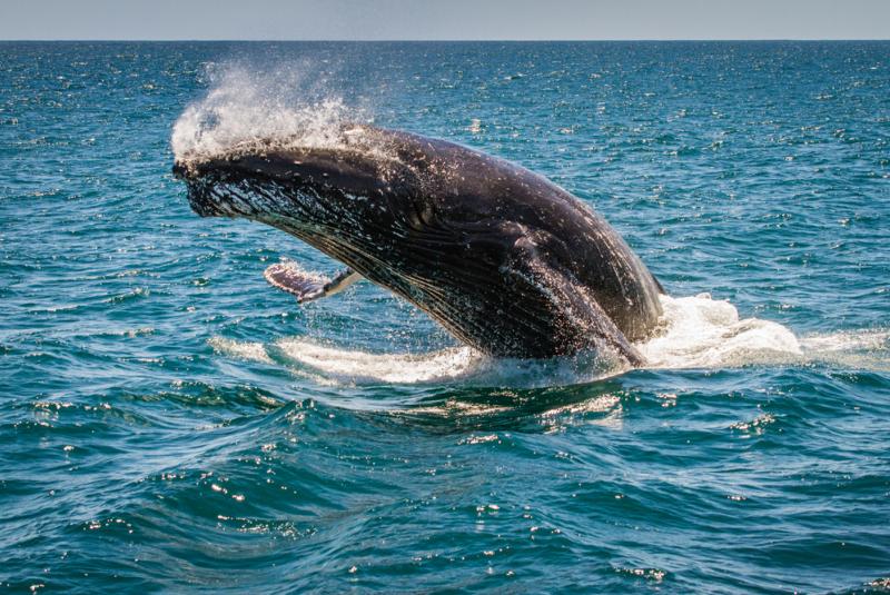 Humpback Whales Removed from Endangered Species List
