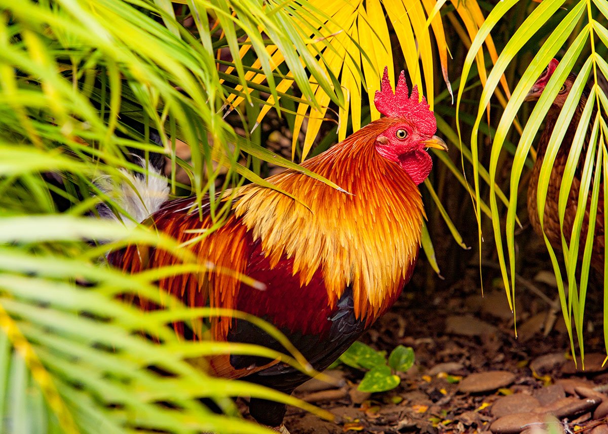 Kauai Events in May 2026 Tile Image