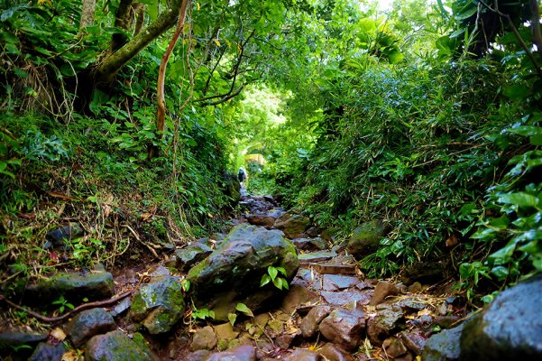 Woods along Kalalau Trail on Kauai