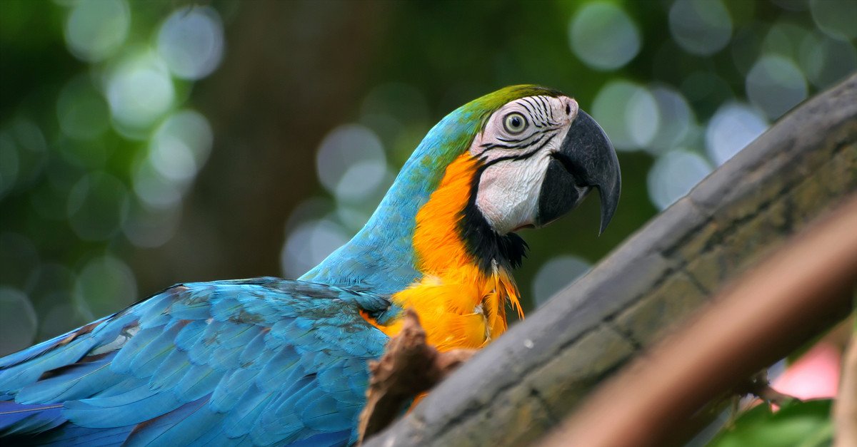 Enjoy a day at the Honolulu Zoo