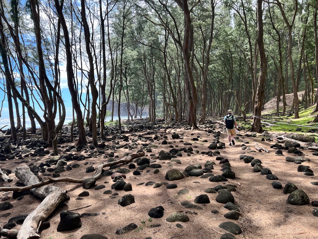 North Kohala grove, near Hāwī, Big Island