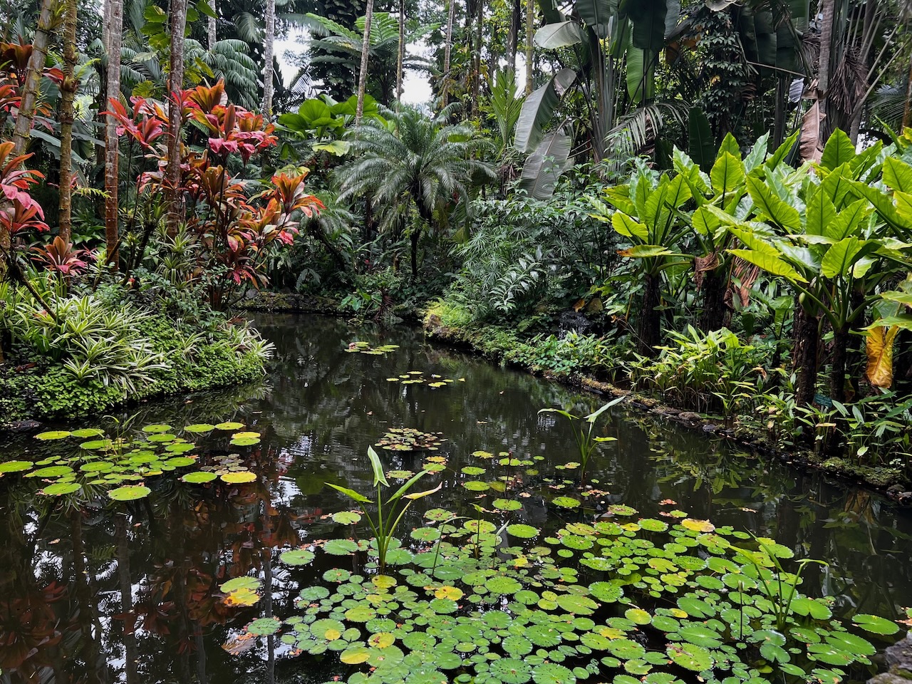 Hawaiʻi Tropical Bioreserve & Garden pond, Hāmākua coast