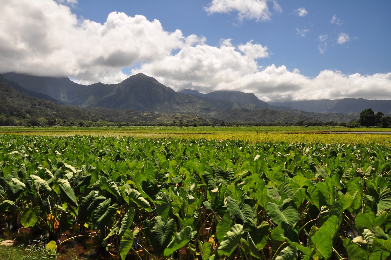 Hanalei taro fields and valley, North Shore Kauaʻi
