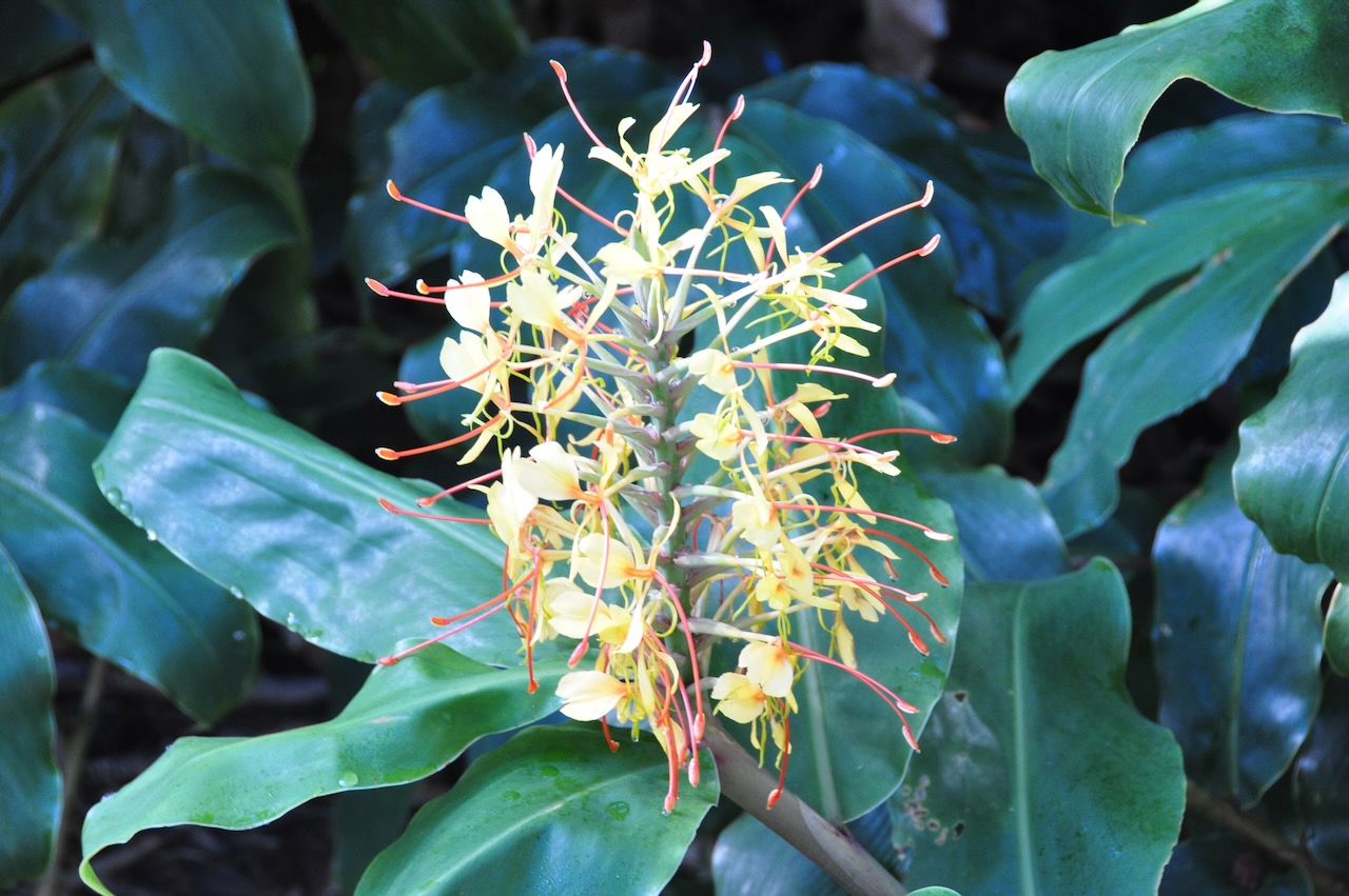 Tropical bloom at the National Tropical Botanical Garden, Kauaʻi