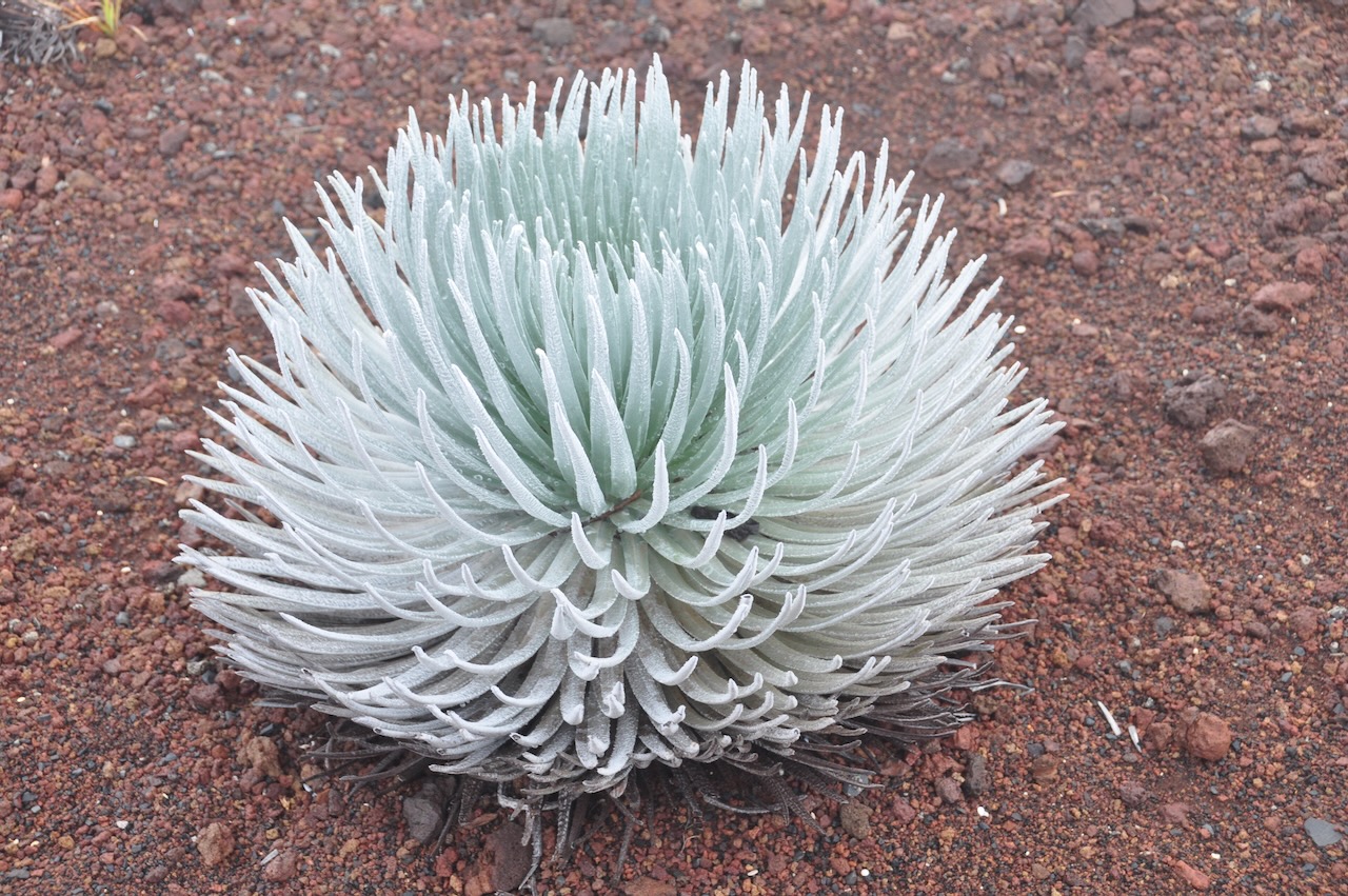 Haleakalā silversword plant near the summit, Haleakalā NP