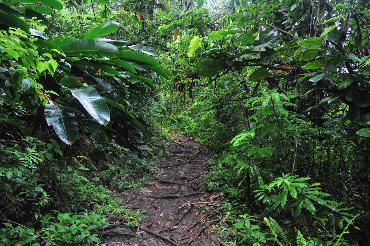 Waikamoi nature trail through native rainforest, Hāna Highway
